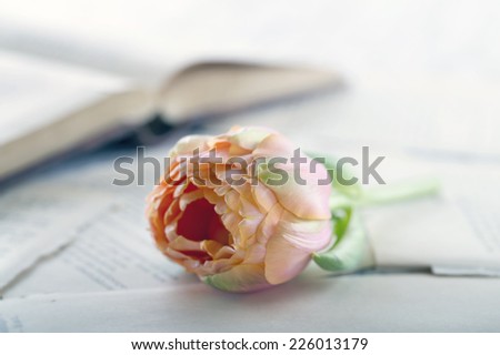 Single tulip with a book background with vintage editing
