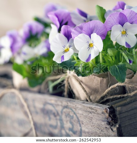 Purple spring violets in a wooden flower box for planting and gardening