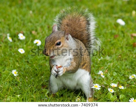 Cute squirrel surranded by daisies eating a nut in botanic garden
