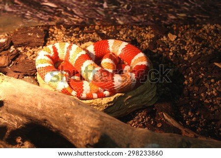 Red and white snake sleeping in the cage at the exhibition of reptiles