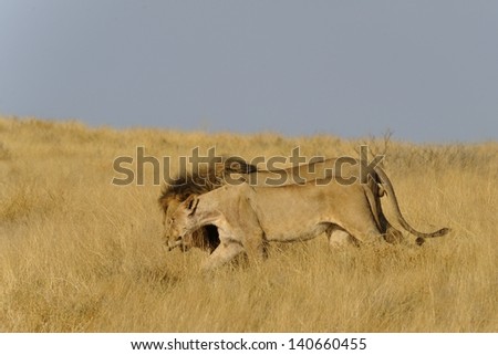 Lion couple in high grass in Etosha natinal park