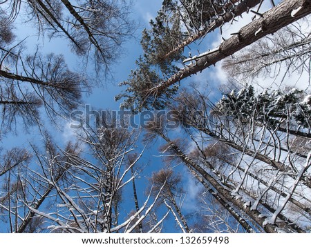 Surrounded by Pine Trees, low angle shot