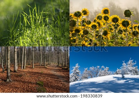four seasons collage, several images of beautiful natural landscapes at different time of the year - winter spring, summer, autumn, planet earth life cycle concept