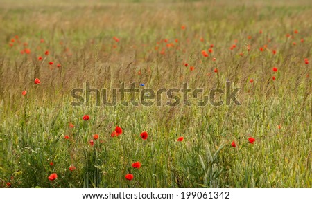 Wild flower meadow with poppies