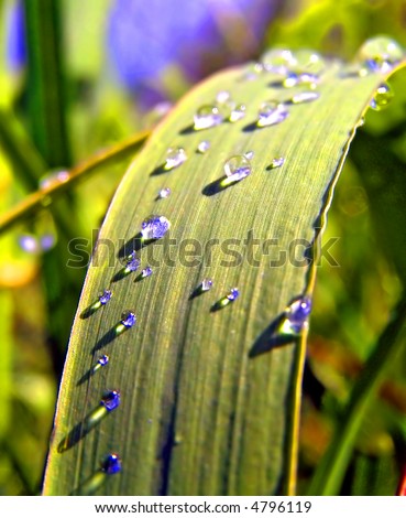 dripped water on sheet of sedge