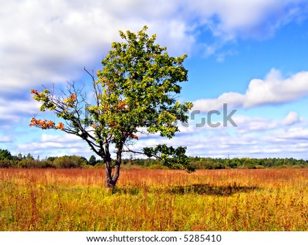 small oak on red autumn field