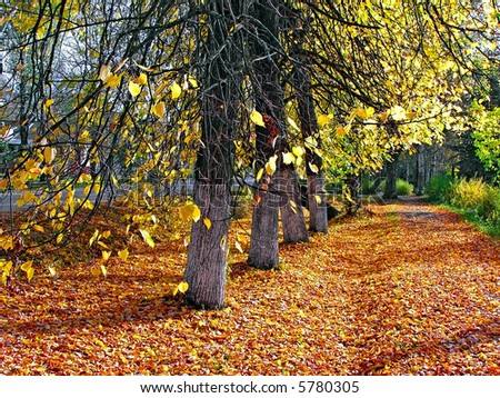 Beautiful quiet park in bright autumnal colors, with bright colored leaves covering the ground.