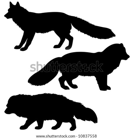 stock photo silhouettes of the vixen polar fox racoon