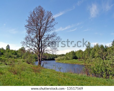 old dry oak ashore small river