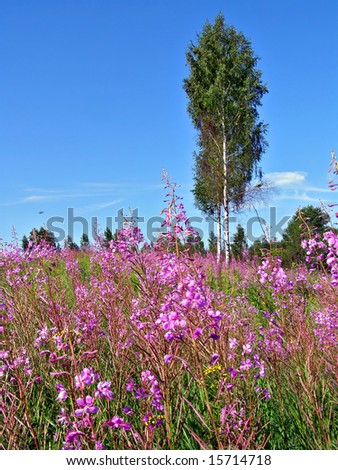 birches on lilac field
