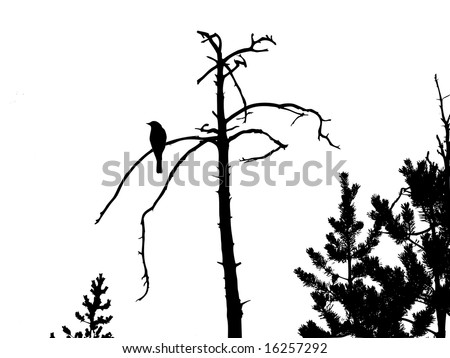 bird silhouette tattoo. stock photo : silhouette of