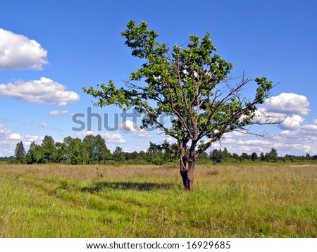 small oak on yellow autumn field