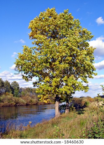 big oak near river
