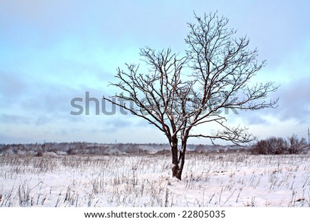 small oak on winter field
