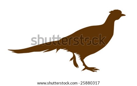Vector Illustration Of The Pheasant On White Background - 25880317