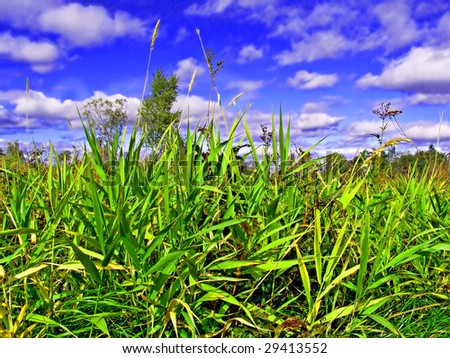 Green Sedge