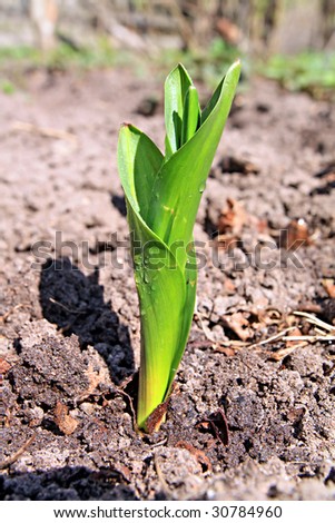 young plant