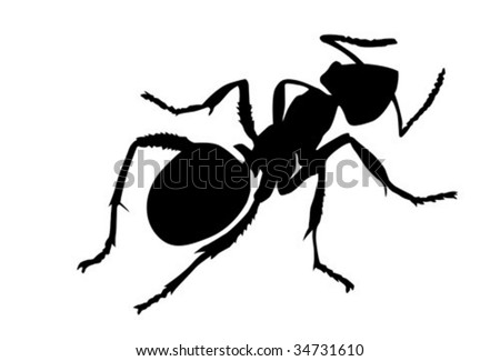 vector silhouette ant on white