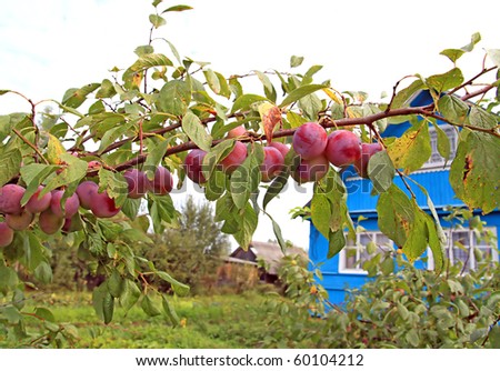 plum on branch against rural building