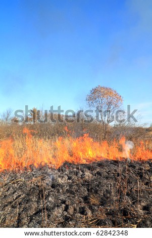 fire on autumn field