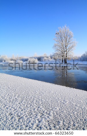 small oak near winter river