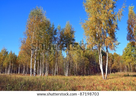 Birch Wood Background