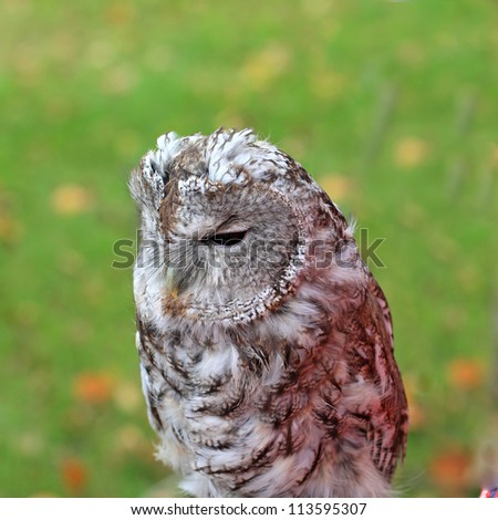 sitting owl on green background