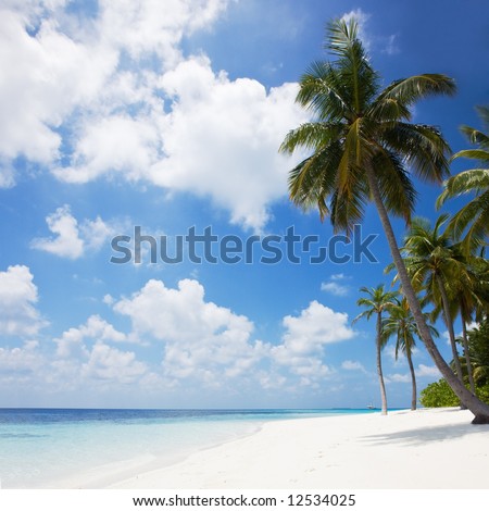 Beautiful tropical beach with palm trees Beautiful tropical beach with palm trees