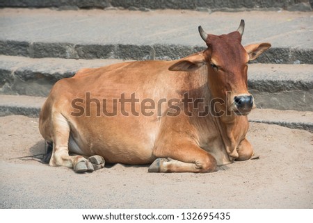 the Indian cow lying at steps the temple