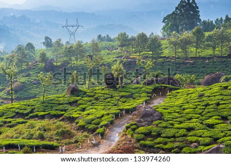 Landscape of the tea plantations with the road