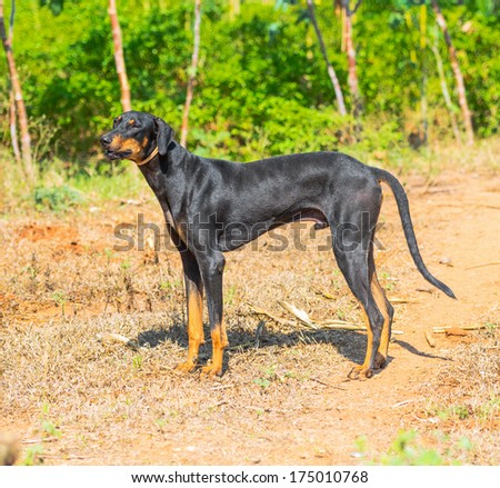beautiful  big dog standing on outdoor, doberman