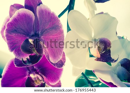Fantastic beautiful deep purple of flowers orchid, phalaenosis closeup