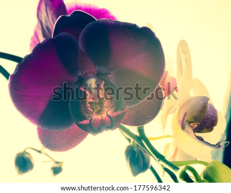 Fantastic deep purple of flowers orchid, phalaenosis closeup