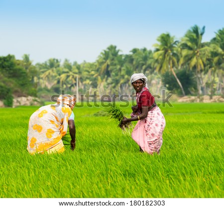 THANJAVOUR, INDIA - FEBRUARY 13: Rural women planting rice sprouts at farm field. India, Tamil Nadu, near Thanjavour. February 13, 2013