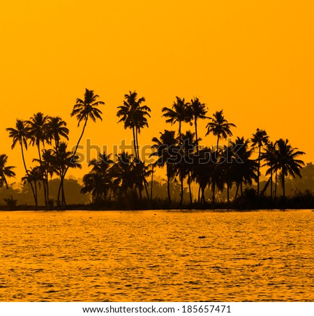 silhouette of coconut palm trees at golden tropic sunset, Kerala backwater,  India