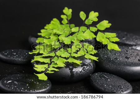 Spa still life with green branch of maidenhair and zen stones with drops