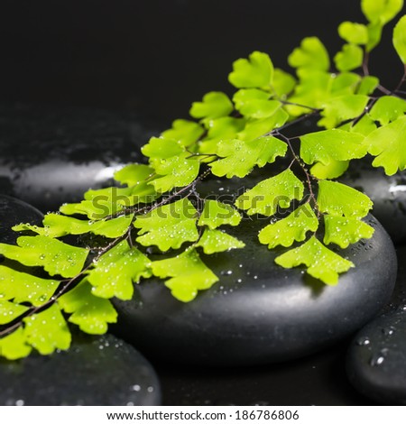 Spa concept with green branch of maidenhair and zen stones with drops, closeup