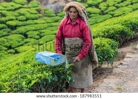 MUNNAR, INDIA - FEBRUARY 18, 2013: An unidentified Indian woman showing harvesting at tea plantation. India, Kerala, Munnar. February 18, 2013