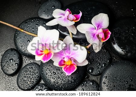 Spa still life of beautiful orchid (mini phalaenopsis) flower and black zen stones with drops