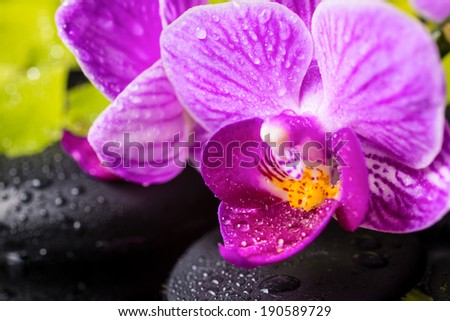 Spa still life of beautiful branches stripped lilac orchid (phalaenopsis) and zen stones with drops, closeup