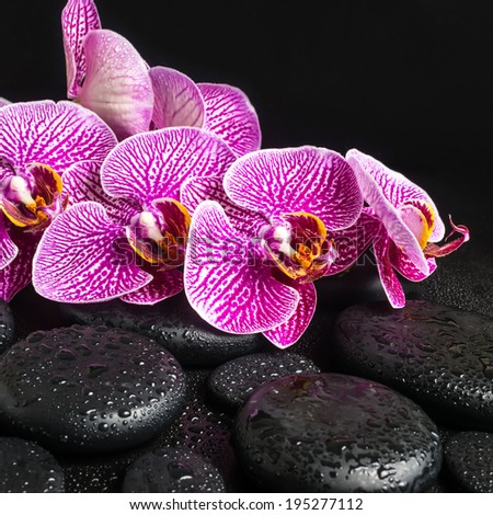 Beautiful spa still life of zen stones with drops and blooming twig of stripped violet orchid (phalaenopsis ), closeup