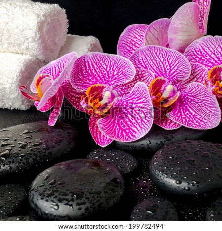 spa setting of blooming twig of stripped violet orchid (phalaenopsis ) on zen stones with drops, and stacked of towels, closeup
