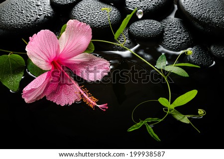 spa concept  of  blooming pink hibiscus, green tendril passionflower and zen stones with drops, reflection on water