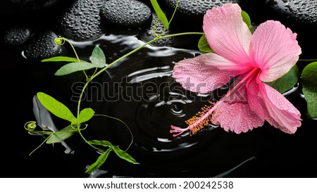 Beautiful spa concept  of pink hibiscus, green tendril passionflower and zen stones with drops, on ripple reflection water