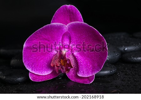 Beautiful spa concept  of deep purple orchid (phalaenopsis) on zen stone with drops