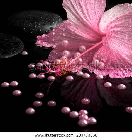 Beautiful spa setting of delicate pink hibiscus, zen stones with drops and pearl beads on water,  closeup