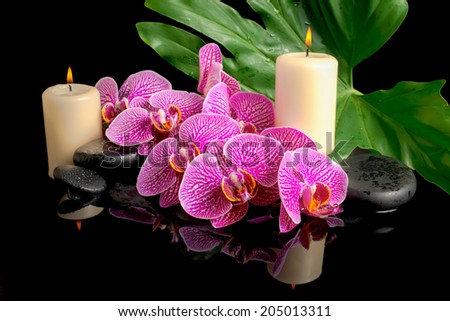 spa set of zen stones with drops, blooming twig stripped violet orchid (phalaenopsis), candles, big green leaf on water