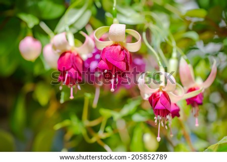 blossoming branch exotic red and white fuchsia on nature,  `Mood Indigo`