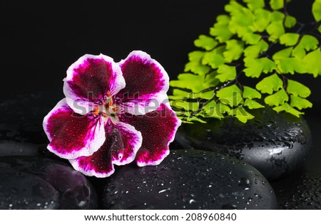 Spa concept with beautiful deep purple flower of geranium, green branch and zen stones with drops closeup