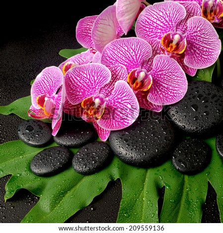 Beautiful spa concept of zen stones with drops, blooming twig of stripped violet orchid (phalaenopsis ) on the big green leaf, closeup